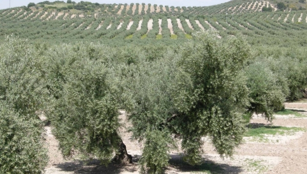 Στις ΔΑΟΚ το μπαλάκι για το ελαιοκομικό μητρώο και δηλώσεις συγκομιδής – 15 Δικαιολογητικά από τους παραγωγούς 